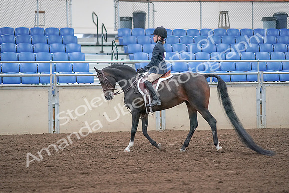 2019 Morgan Horse Show - Sept 01, 2019 - 05483