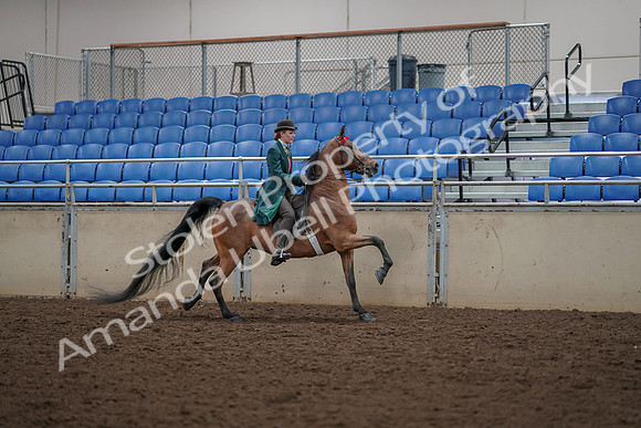 2019 Morgan Horse Show - Aug 30, 2019 - 28176