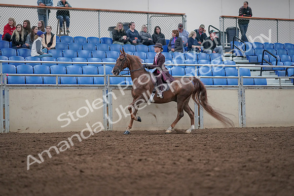 2019 Morgan Horse Show - Aug 31, 2019 - 20621