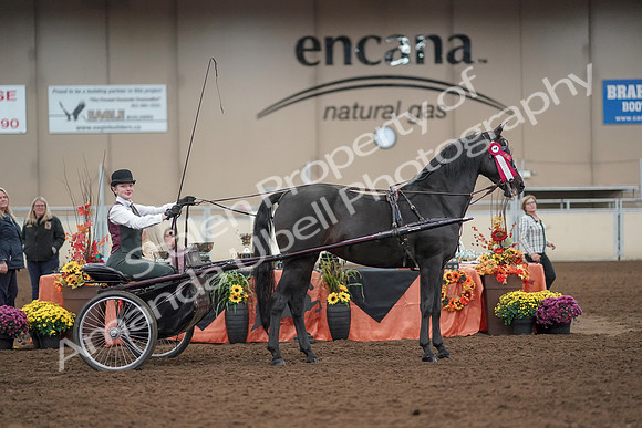 2019 Morgan Horse Show - Aug 31, 2019 - 04783