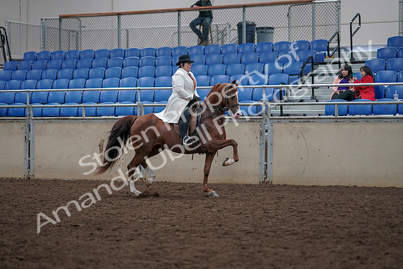 2019 Morgan Horse Show - Aug 31, 2019 - 17964