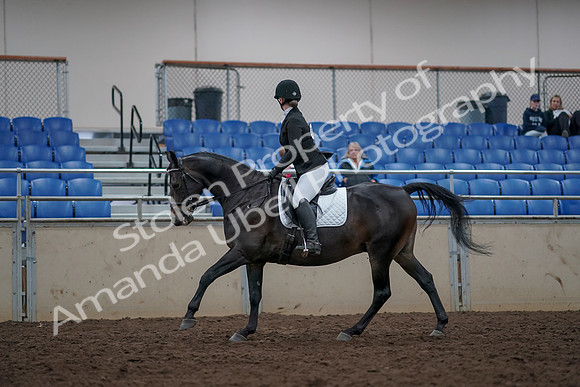 2019 Morgan Horse Show - Aug 31, 2019 - 16667