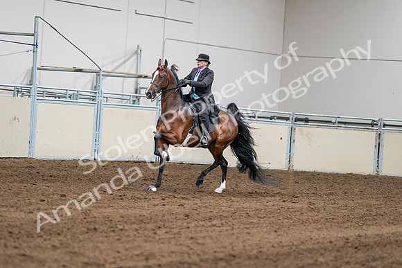 2020 - AB Morgan Horse - Sat, Sept 05 - 12959
