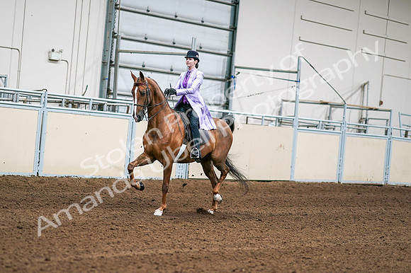 2020 - AB Morgan Horse - Fri, Sept 04 - 04899