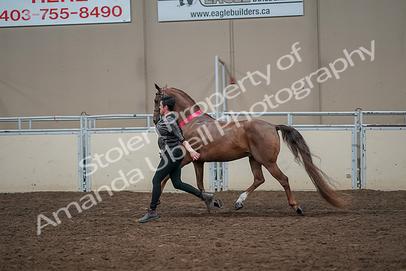 2019 Morgan Horse Show - Aug 31, 2019 - 01471