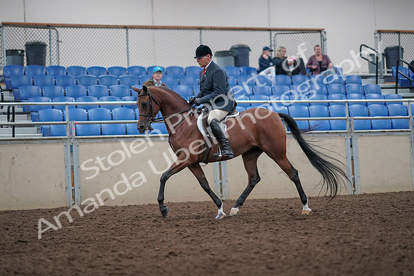 2019 Morgan Horse Show - Aug 31, 2019 - 14811