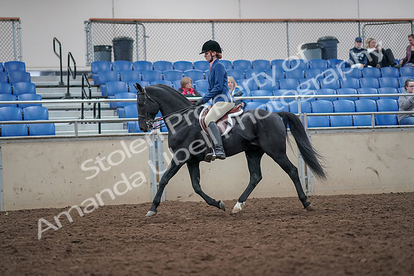 2019 Morgan Horse Show - Aug 31, 2019 - 16533