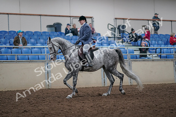 2019 Morgan Horse Show - Aug 31, 2019 - 14877