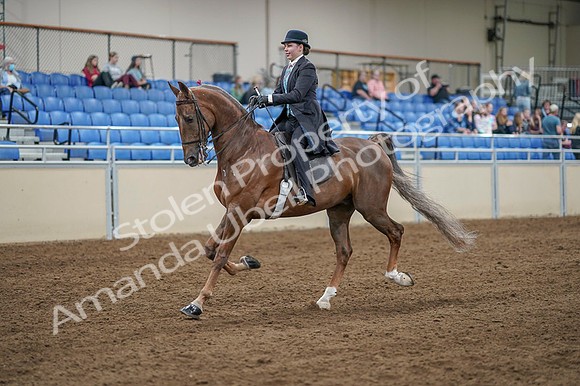 2020 - AB Morgan Horse - Fri, Sept 04 - 11089