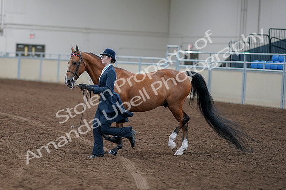 2020 - AB Morgan Horse - Fri, Sept 04 - 00951