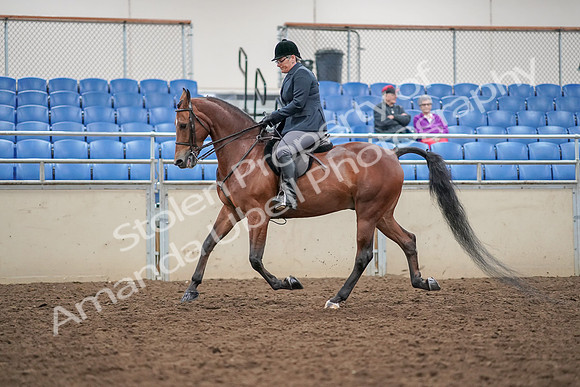 2019 Morgan Horse Show - Aug 30, 2019 - 20207