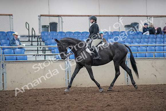 2019 Morgan Horse Show - Aug 31, 2019 - 14643