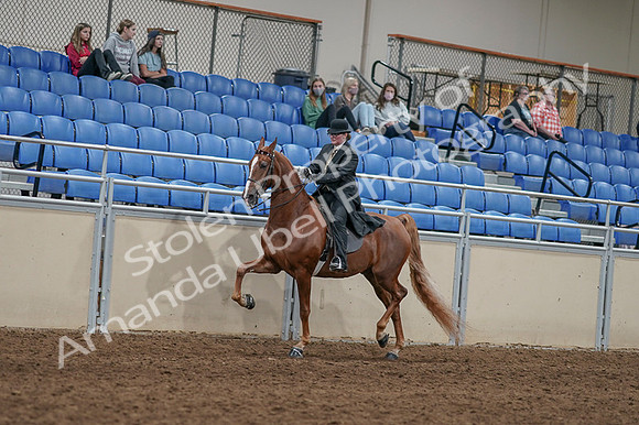 2020 - AB Morgan Horse - Fri, Sept 04 - 11432