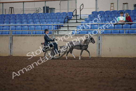 2019 Morgan Horse Show - Aug 31, 2019 - 04513