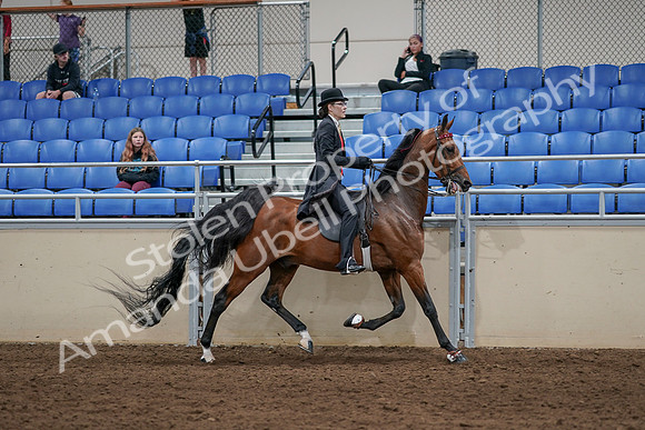 2020 - AB Morgan Horse - Sat, Sept 05 - 06768