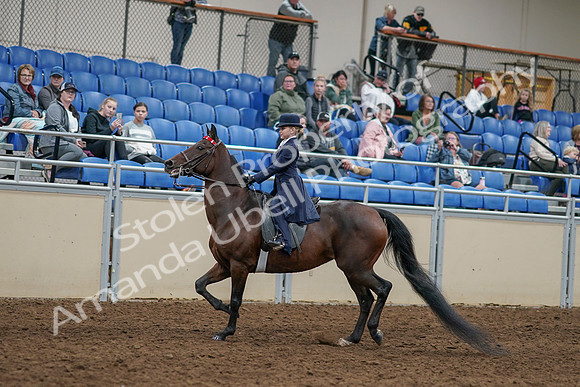 2020 - AB Morgan Horse - Sun, Sept 06 - 07920