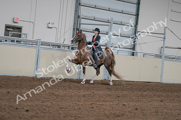 2020 - AB Morgan Horse - Fri, Sept 04 - 09579