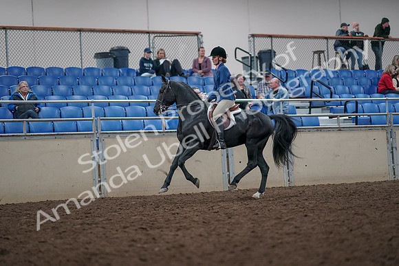 2019 Morgan Horse Show - Aug 31, 2019 - 16682