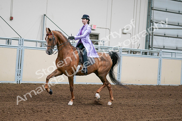 2020 - AB Morgan Horse - Fri, Sept 04 - 04912