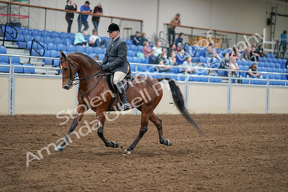 2020 - AB Morgan Horse - Sat, Sept 05 - 06869