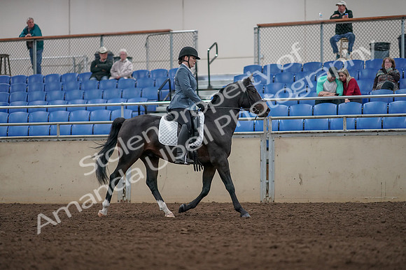 2019 Morgan Horse Show - Aug 31, 2019 - 07443