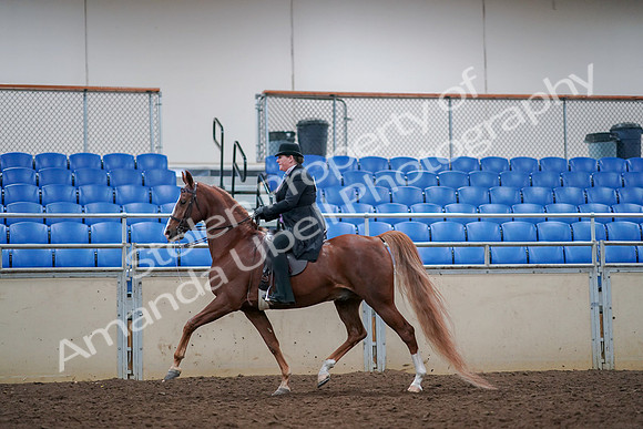 2019 Morgan Horse Show - Aug 30, 2019 - 21401