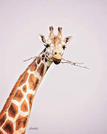 Zoo - 028