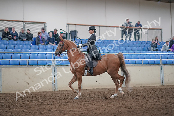 2019 Morgan Horse Show - Aug 31, 2019 - 20387