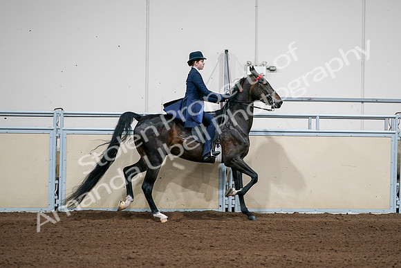 2020 - AB Morgan Horse - Sat, Sept 05 - 06322