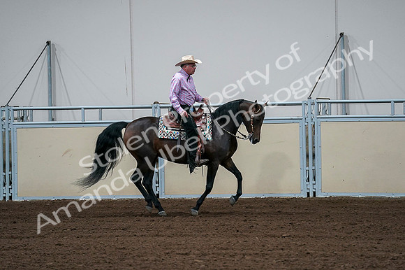 2020 - AB Morgan Horse - Fri, Sept 04 - 00554