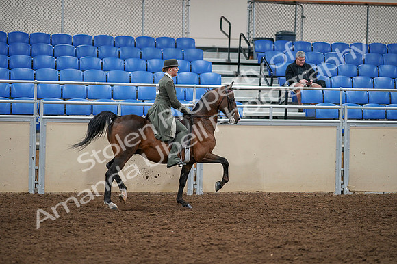 2020 - AB Morgan Horse - Fri, Sept 04 - 03448