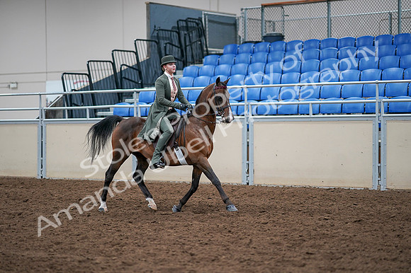 2020 - AB Morgan Horse - Fri, Sept 04 - 03421