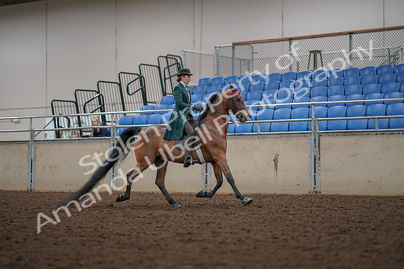 2019 Morgan Horse Show - Aug 30, 2019 - 28051