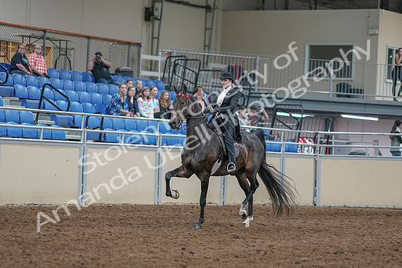 2020 - AB Morgan Horse - Fri, Sept 04 - 11329