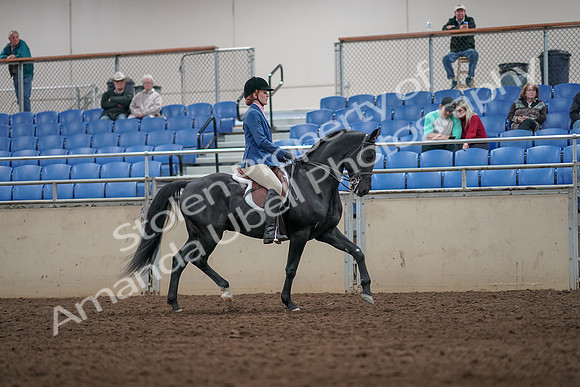 2019 Morgan Horse Show - Aug 31, 2019 - 07474