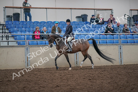 2019 Morgan Horse Show - Aug 31, 2019 - 15853