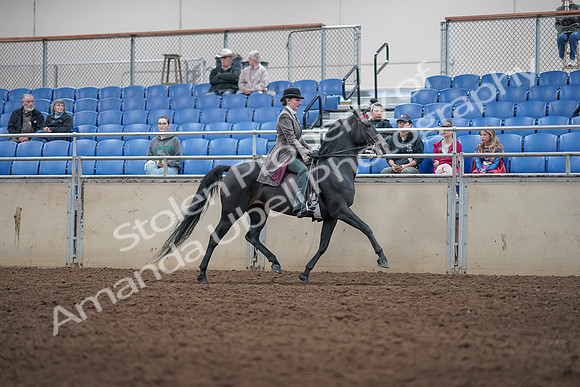 2019 Morgan Horse Show - Aug 31, 2019 - 09557
