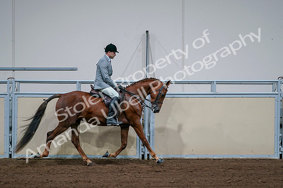 2020 - AB Morgan Horse - Fri, Sept 04 - 01807