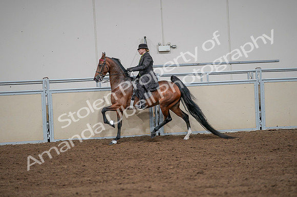 2020 - AB Morgan Horse - Fri, Sept 04 - 09655