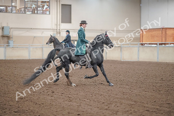 2019 Morgan Horse Show - Aug 30, 2019 - 15628