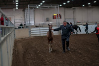 2019 Morgan Horse Show - Aug 31, 2019 - 00838