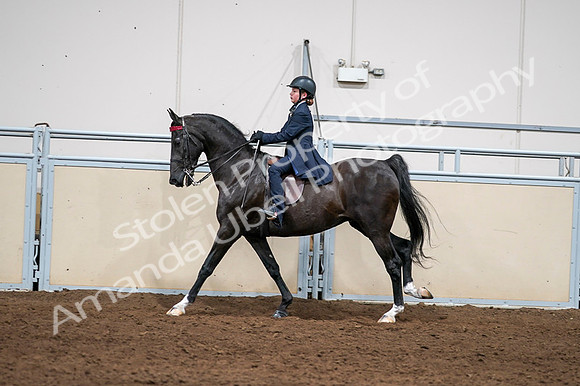 2020 - AB Morgan Horse - Fri, Sept 04 - 03065