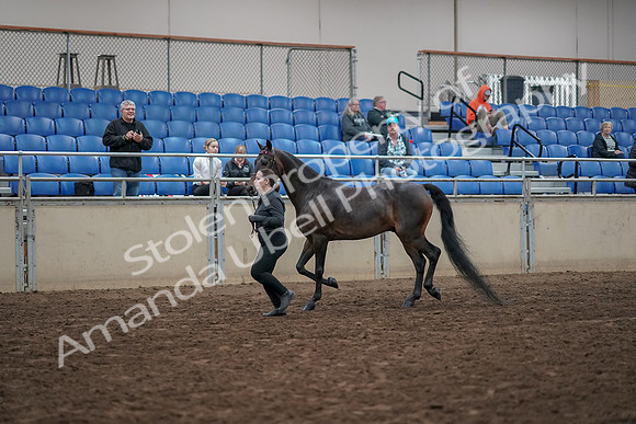 2019 Morgan Horse Show - Aug 31, 2019 - 03961