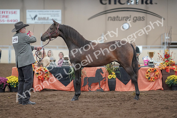 2019 Morgan Horse Show - Aug 31, 2019 - 02891