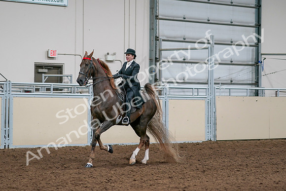 2020 - AB Morgan Horse - Sat, Sept 05 - 13098