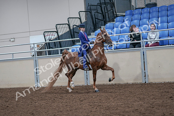 2020 - AB Morgan Horse - Fri, Sept 04 - 05232