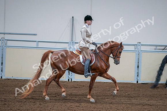 2020 - AB Morgan Horse - Fri, Sept 04 - 01847