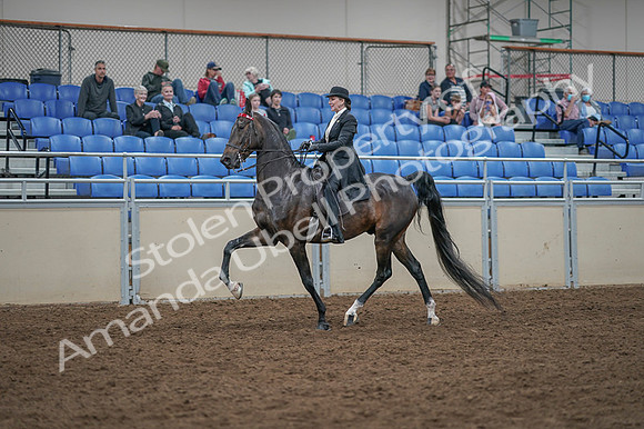 2020 - AB Morgan Horse - Fri, Sept 04 - 11343