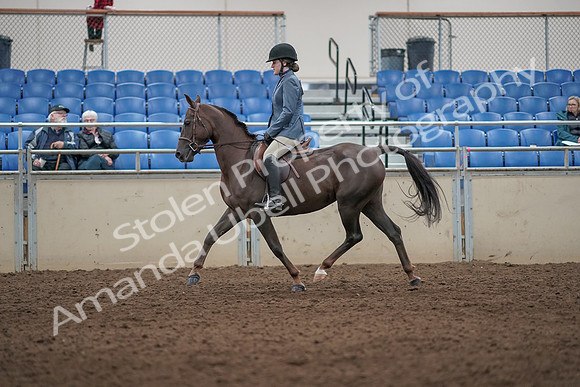 2019 Morgan Horse Show - Aug 31, 2019 - 07297