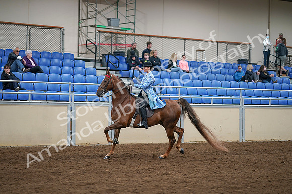 2020 - AB Morgan Horse - Sat, Sept 05 - 03311